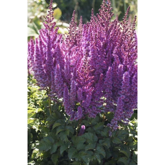 Астильба Арендса Пёпл Рейн, С1,5 горшок, Н10-50 высота, 1 шт, Лето 2024 Астильба Арендса Пёпл Рейн, С1,5 горшок, Н10-50 высота, 1 шт, Лето 2024