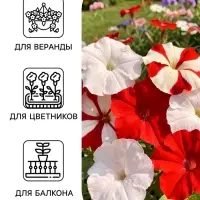 Семена цветов Петуния &laquo;Ягодный чизкейк&raquo;, F1, смесь сортов, драже, С. Cerny, 10 шт.
