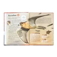 Энциклопедия &laquo;Красная книга мира&raquo;, 160 стр., книга в твёрдом переплёте