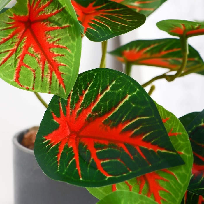 Бонсай в горшке Бонсай в горшке "Каладиум колор галант" 7,5х16 см