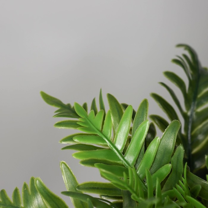 Бонсай в горшке "Папоротник премиум экстра" 21х9,5 см, зелёный