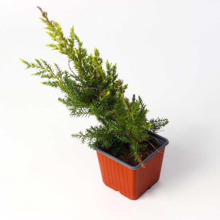 Можжевельник средний Можжевельник средний "Голд Стар", Р9, 1шт, h 3-20 см, Осень 2024