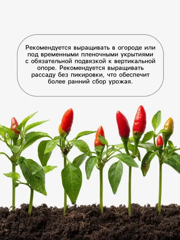 Семена Перец &laquo;Подарок Молдовы&raquo;, 0.15 г, &laquo;Агросс&raquo;
