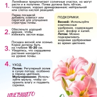 Лилейник Double Pink Wonder, многолетник, корневище в пакете с торфогрунтом, р-р I, 1 шт.