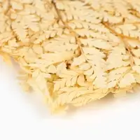 Сухоцвет Папоротник МИКС, 10 шт в упаковке