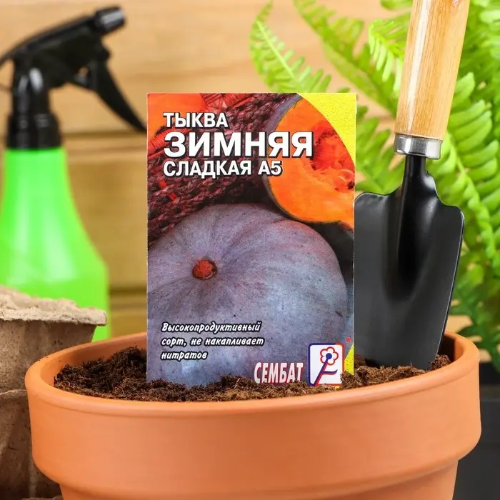 Семена Тыква  Семена Тыква "Зимняя Сладкая", 1 г