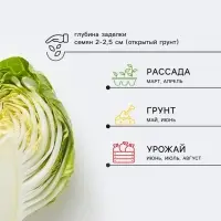 Семена Капуста белокочанная &laquo;Экспресс&raquo;, F1, 0.2 г, &laquo;Агрэкс&raquo;