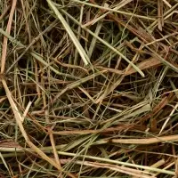 Сено луговое «Зверьё Моё», отборное, ароматное, зеленое, без пыли, 500 г Сено луговое «Зверьё Моё», отборное, ароматное, зеленое, без пыли, 500 г