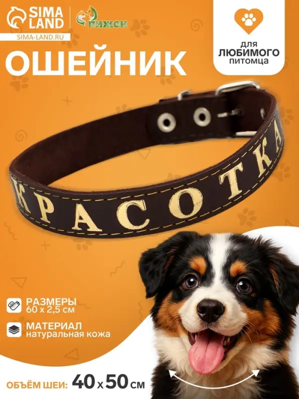 Ошейник &laquo;Красотка&raquo;, 60&times;2.5 см, однослойный, тиснение фольгой, кожа, цвет МИКС