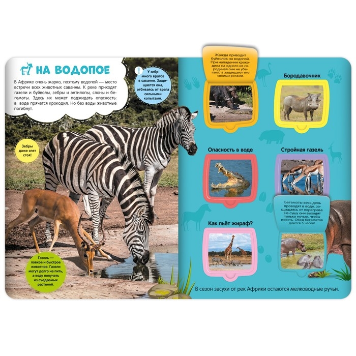 Книжка с окошками «Саванна» Книжка с окошками «Саванна»