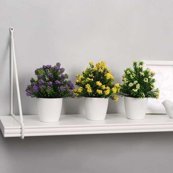 Бонсай в горшке Бонсай в горшке "Озотамнус" 6х16 см, микс