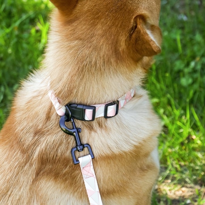 Набор &laquo;Ромбы&raquo;, застёжка - фастекс, поводок 2 м и ошейник 28-46 см