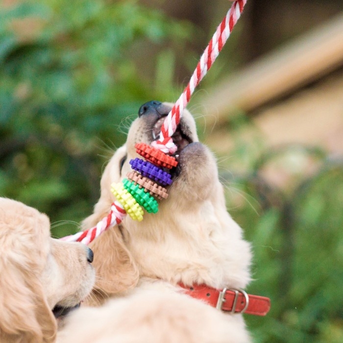 Игрушка жевательная Игрушка жевательная "Шестерёнка на канате", 32 см, диаметр колец 5 см, микс цветов