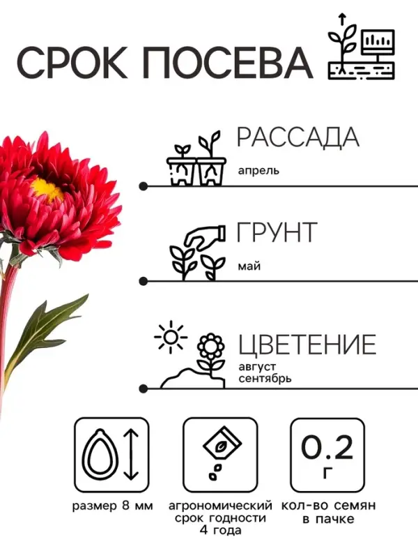 Семена   Астра Матсумото Дебют, смесь окрасок , 0,2г