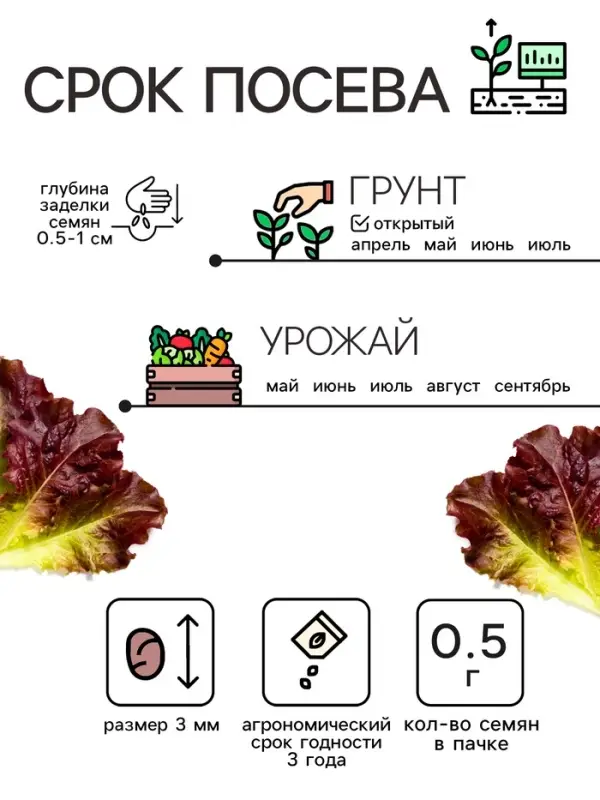 Семена Салат кочанный  Семена Салат кочанный "Всесезонка", 0,5 г
