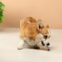 VETTA Игрушка для домашних животных, ТПР, 7,5 см