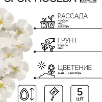 Семена Виола "Белый бархат", ц/п,  F1, 5 шт.