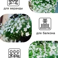 Семена цветов Лобелия ампельная "Белый каскад", 5 шт.