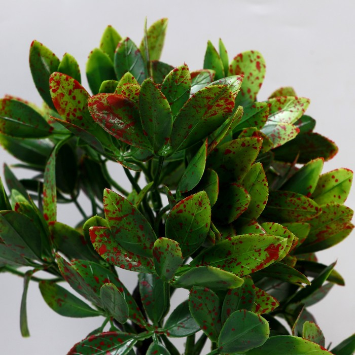 Бонсай в горшке &laquo;Фикус пятнистый&raquo; 9х27 см