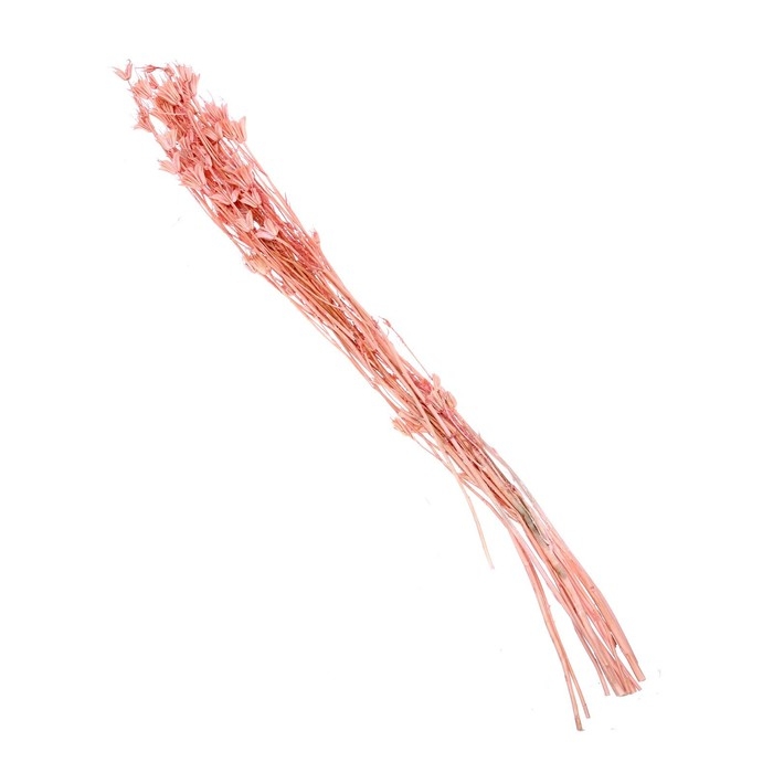 Сухоцвет «Бадьян», розовый, 50 г в упаковке Сухоцвет «Бадьян», розовый, 50 г в упаковке