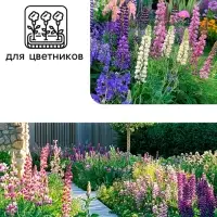 Семена цветов Люпин "Смесь Рассела", 0,5 г