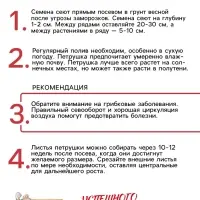 Семена Петрушка кудрявая &laquo;Мооскраузе&raquo;, 2 г, &laquo;Рецепты дедушки Никиты&raquo;