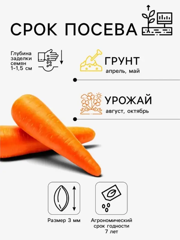 Семена Морковь столовая &laquo;Чурчхела фиолетовая&raquo;, 0.2 г, &laquo;Семена Алтая&raquo;