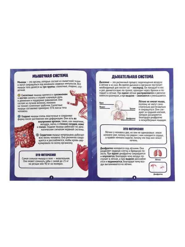 Набор для опытов по анатомии &laquo;Строение тела&raquo;, светится в темноте, с мягкими органами