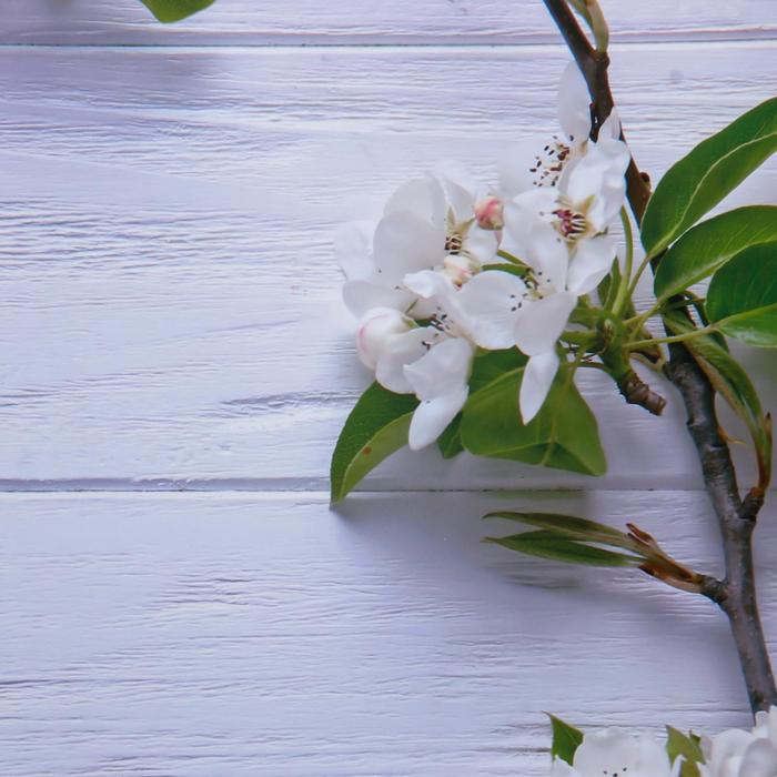 Фотофон двусторонний бумага 300 гр Фотофон двусторонний бумага 300 гр "Яблочный цвет на голубом и белом" 57х87 см