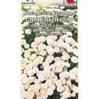 Семена Хризантема Снежный шар /Сотка/ 0,05г/ бел. махр. девичья h-30см, d-4см/*1800
