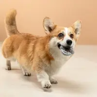 VETTA Игрушка для домашних животных, ТПР, 7,5 см