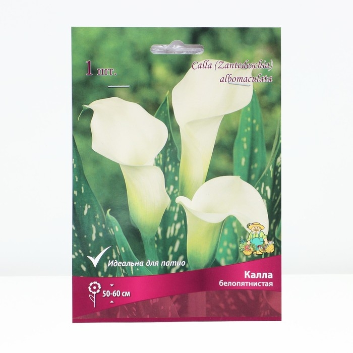 Калла белопятнистая, р-р 14/16, 1 шт, Весна 2025 Калла белопятнистая, р-р 14/16, 1 шт, Весна 2025
