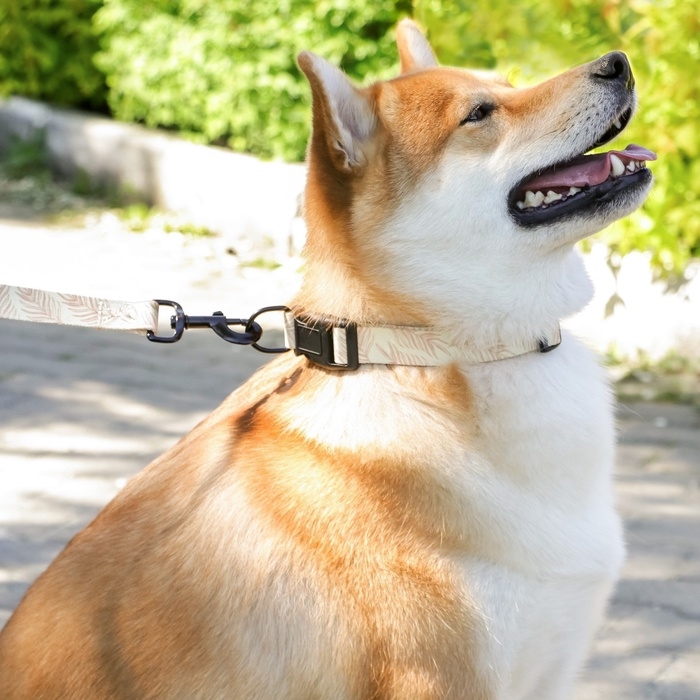 Ошейник Paradise life, застёжка - фастекс, 2.5 см, 40-55 см Ошейник Paradise life, застёжка - фастекс, 2.5 см, 40-55 см