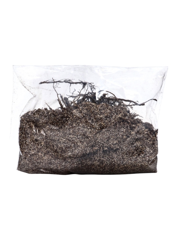 Флокс "Крем де ля Крем" р-р I, 2 шт, Весна 2025, ЭКОНОМ,