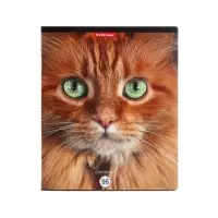 Тетрадь 96 листов в клетку ErichKrause Cats, обложка мелованный картон, матовая ламинация, выборочный УФ-лак, блок офсет 100% белизна, МИКС (1 вид в спай�...