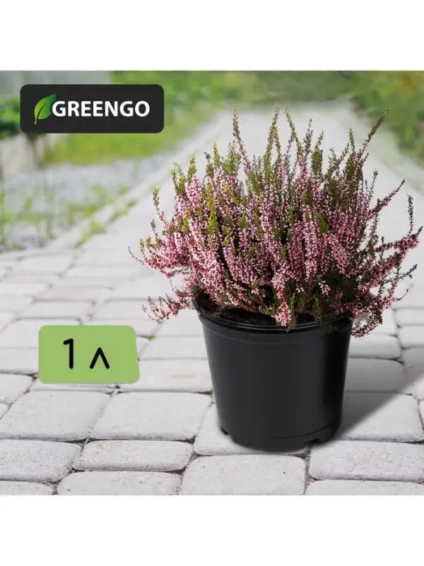 Горшок для рассады, 1 л, d=13 см, h=10.5 см, чёрный, Greengo