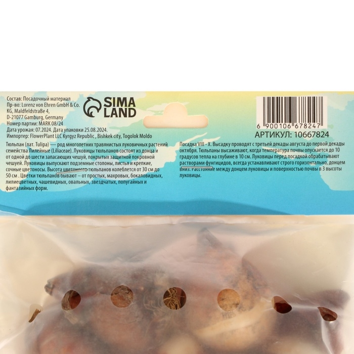 Тюльпан Триумф Негрита,  р-р 12+, 5 шт, Осень 2024 Тюльпан Триумф Негрита,  р-р 12+, 5 шт, Осень 2024