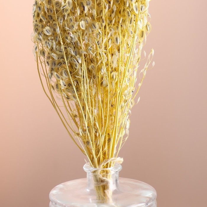 Набор сухоцветов "Монетник", банч длина 60 (+/- 6 см), выбеленный