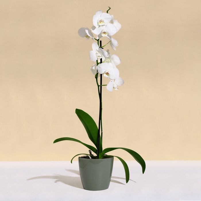 Горшок для цветов, d = 21 см, 5,2 л, пластик, зелёный шалфей Горшок для цветов, d = 21 см, 5,2 л, пластик, зелёный шалфей