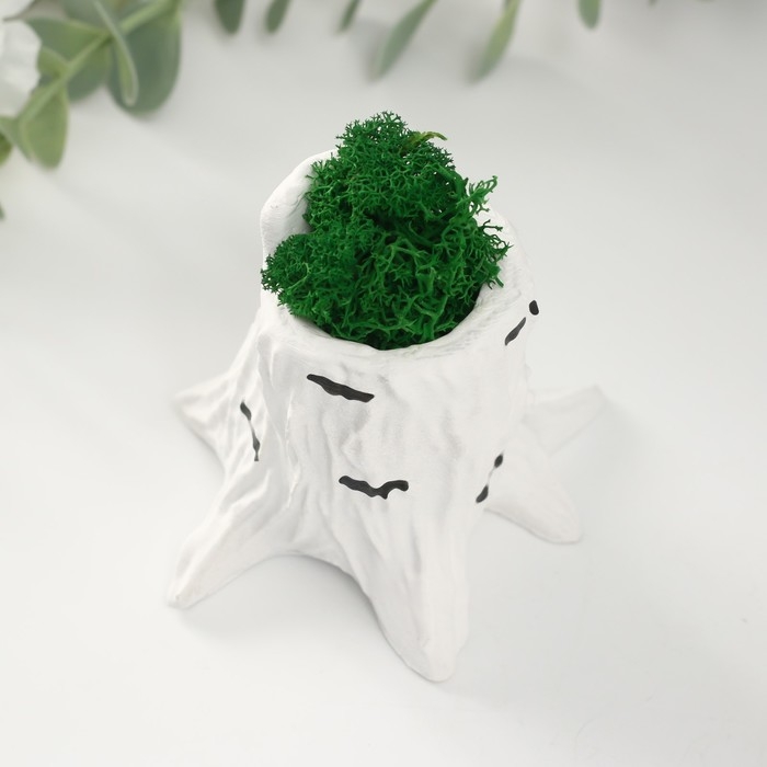 Кашпо бетонное Кашпо бетонное "Пенек березка" 7,5х8,5х7 см со мхом (мох зеленый стабилизированный)