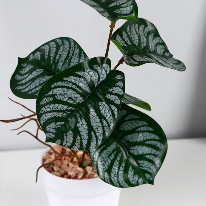 Бонсай в горшке «Филодендрон» 7,5х20 см, микс горшка Бонсай в горшке «Филодендрон» 7,5х20 см, микс горшка