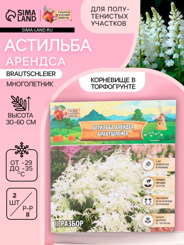 Астильба Арендса Brautschleierмноголетник, корневище в торфогрунте р-р II, 2 шт.