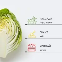 Семена Капуста краснокочанная &laquo;Фаберже&raquo;, 0.2 г, &laquo;Агрофирма АЭЛИТА&raquo;