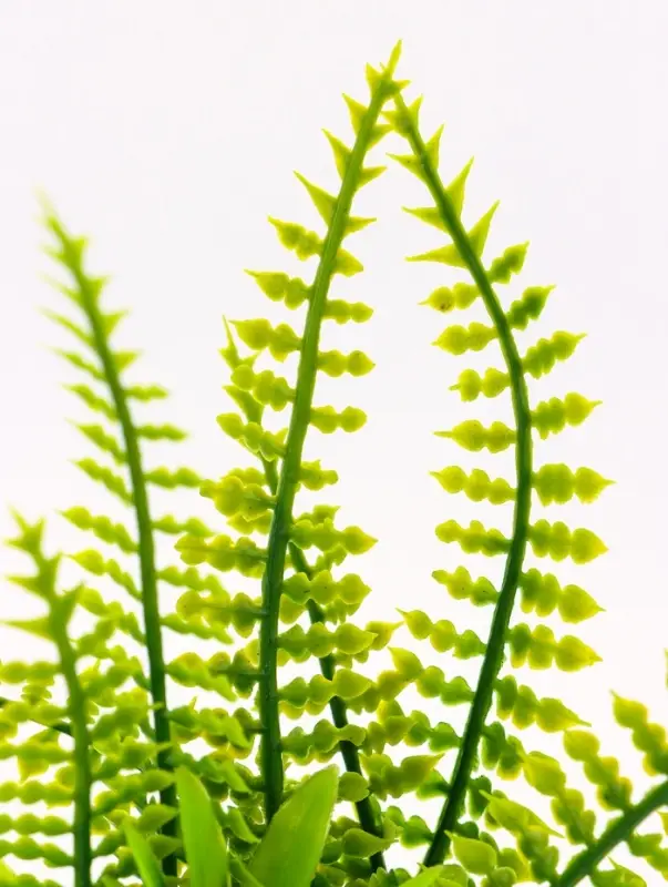 Растение искусственное аквариумное, на подставке под камень, 17&times;14&times;16 см