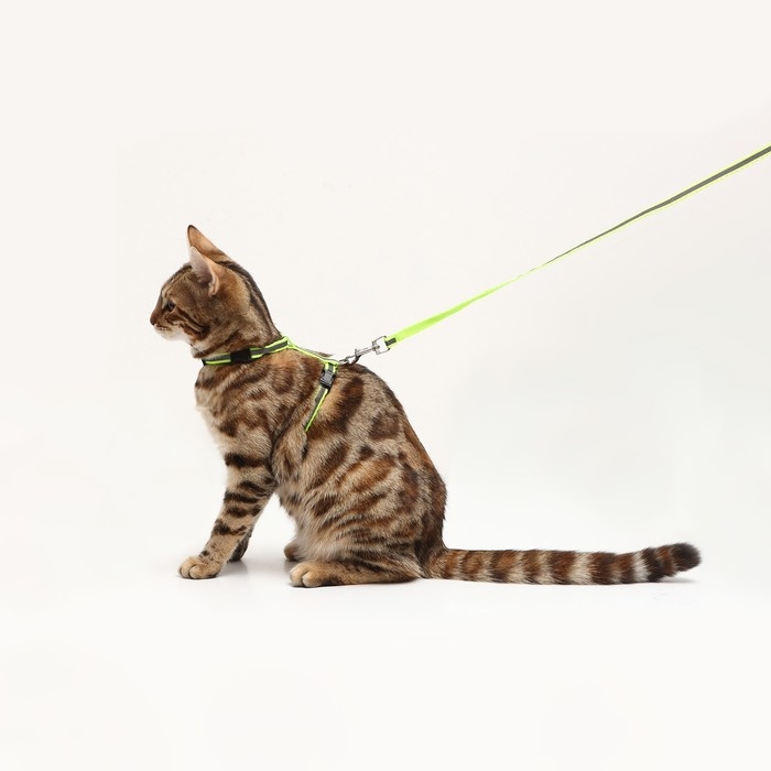 Комплект со светоотражающей лентой, ошейник 120 х 1 см, ОГ 26-40 см, зеленый Комплект со светоотражающей лентой, ошейник 120 х 1 см, ОГ 26-40 см, зеленый