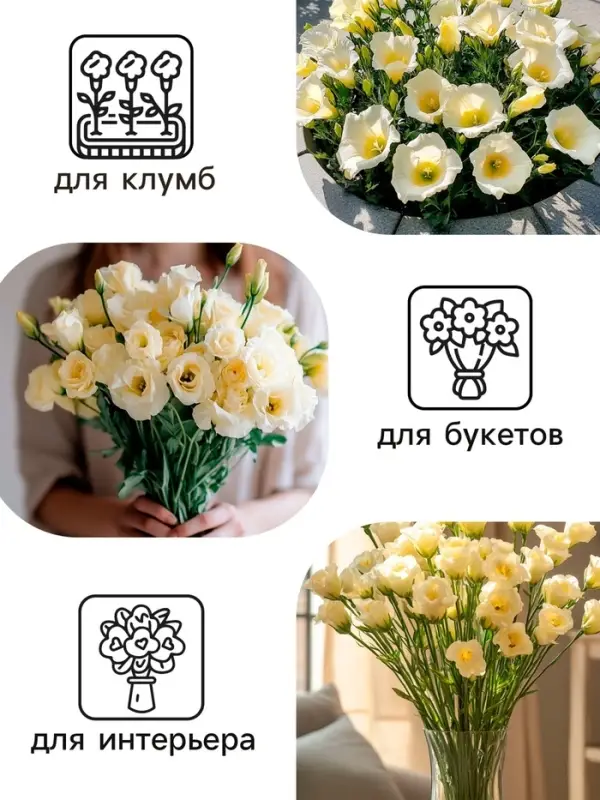 Семена цветов Эустома &laquo;Эйбиси&raquo;, F1, зелёная крупноцветковая махровая, 5 шт., однолетник, &laquo;Аэлита&raquo; селекция PanAmerican Seed