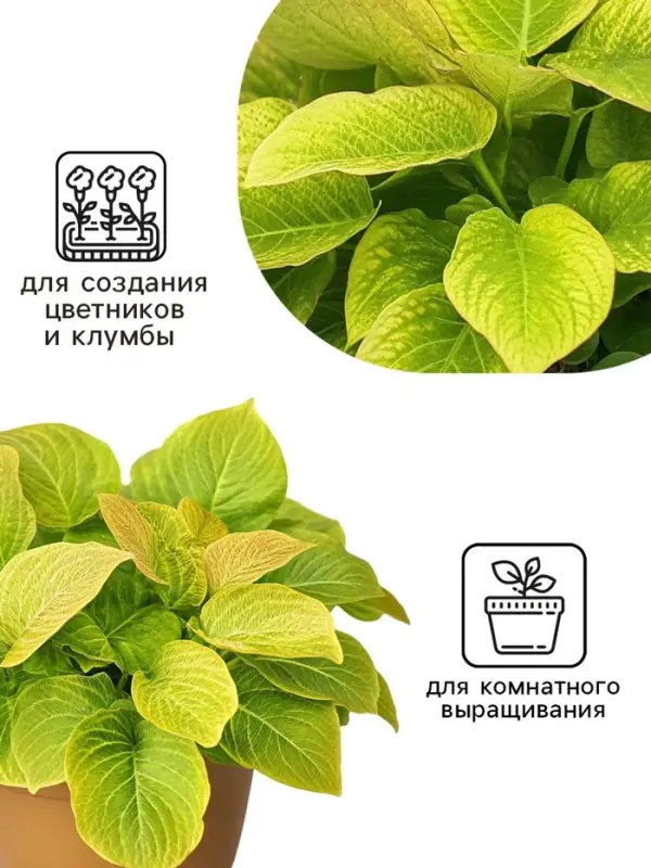 Семена цветов Колеус Визард Голден, 10шт Семена цветов Колеус Визард Голден, 10шт