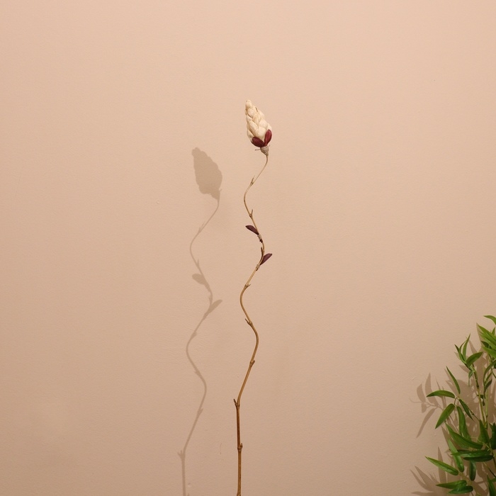 Сухоцвет на бамбуковом стебле 150 см белый Сухоцвет на бамбуковом стебле 150 см белый