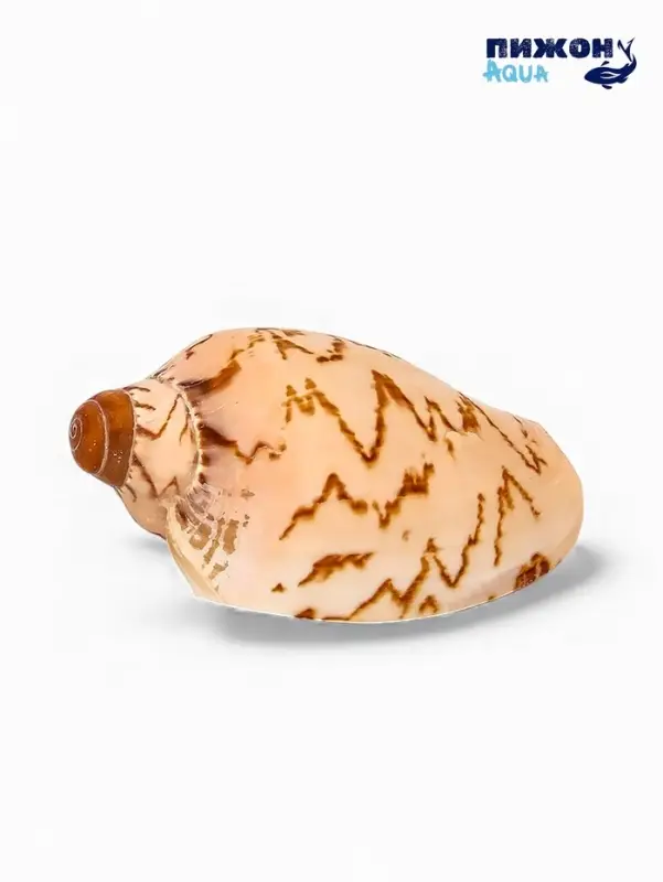 Ракушка декоративная, 6-7 см