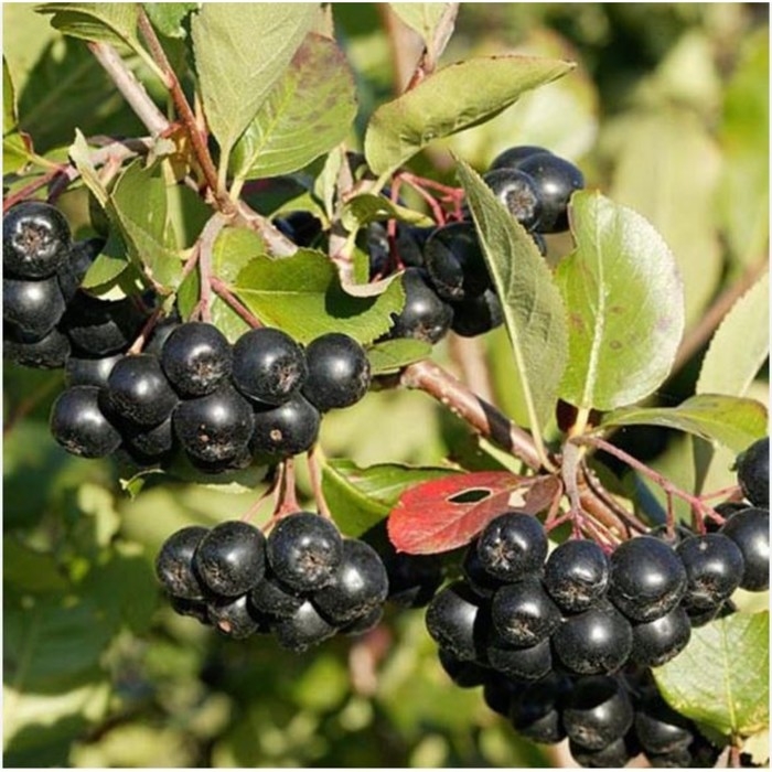 Арония черноплодная, C5 горшок , 1 шт, Осень 2024 Арония черноплодная, C5 горшок , 1 шт, Осень 2024